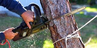 Professional Tree Services in Mcgovern, PA